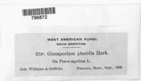 Cryptomycella pteridis image
